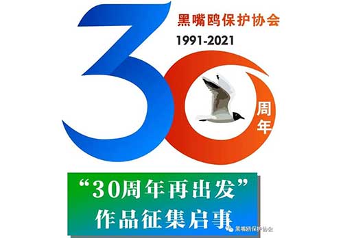 黑嘴鸥保护协会“30周年再出发” 征集作品启事